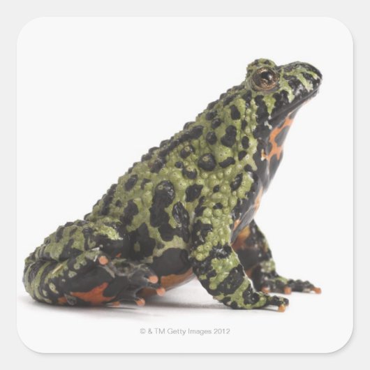 オリエンタルファイアサイドヒキガエルの側面 スクエアシール (正面)