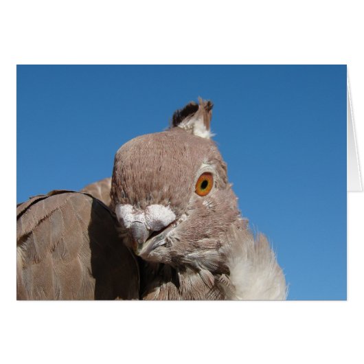 オリエンタルフリルハト (正面横)