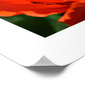 オリエンタルポピー ポスター (角)