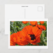 オリエンタルポピー ポストカード (正面/裏面)