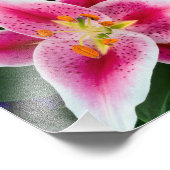 オリエンタルリリリークローズアップフル開花 フォトプリント            (角)