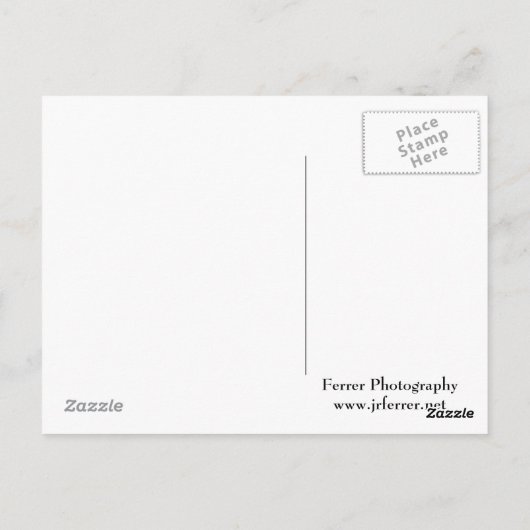 オリエンタルリリリークローズアップフル開花 ポストカード (裏面)