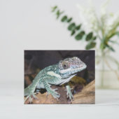 オリエンタル・ナイト・アノール・リザードクローズアップ ポストカード (スタンド正面)
