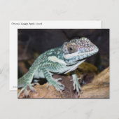 オリエンタル・ナイト・アノール・リザードクローズアップ ポストカード (正面/裏面)