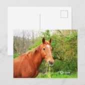 オリオンの馬の動物 ポストカード (正面/裏面)