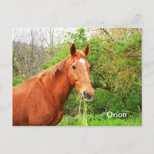 オリオンの馬の動物 ポストカード (正面)