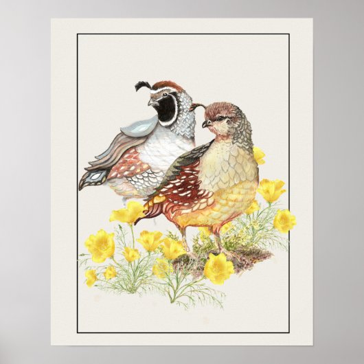 オリジナルウォーターカラーカリフォルニアウイルオス&メス ポスター (正面)