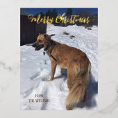 オリジナルドッグフォトホリデー ポストカード (正面)