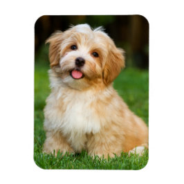 オリジナルペットの犬の写真プリント  マグネット