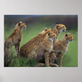 オリジナル兄弟 ポスター (正面)