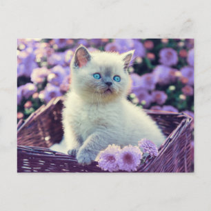 オリジナル写真 キッテン ライラックの花 ポストカード