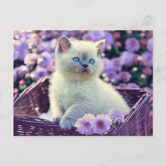 オリジナル写真 キッテン ライラックの花 ポストカード (正面)