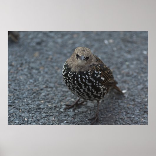 オリジナル怒バード?? ポスター (正面)