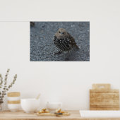 オリジナル怒バード?? ポスター (キッチン)