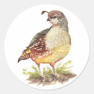 オリジナル水彩女性カリフォルニアウズラ – 鳥 ラウンドシール
