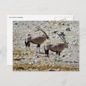 オリックスetosha ポストカード (正面/裏面)