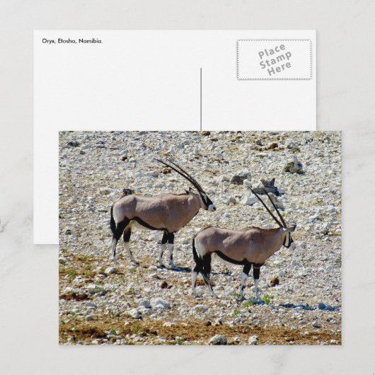 オリックスetosha ポストカード (正面/裏面)