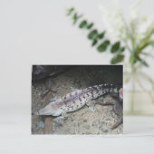 オリノコ・クロコダイル# 3 ポストカード (スタンド正面)