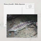 オリノコ・クロコダイル# 3 ポストカード (正面/裏面)