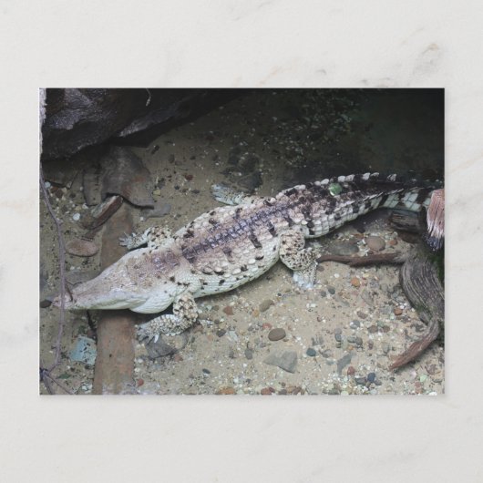 オリノコ・クロコダイル# 3 ポストカード (正面)
