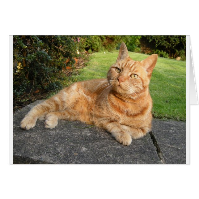 オリバー猫 (正面横)