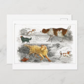 オリバー・ゴールドスミスによるさまざまな犬のコレクション ポストカード (正面/裏面)