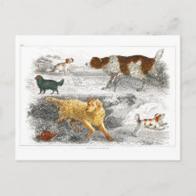 オリバー・ゴールドスミスによるさまざまな犬のコレクション