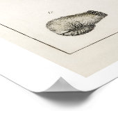 オリバー・ゴールドスミスによるヴィンテージ「化石」のポスター ポスター (角)