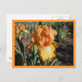 オリンピックの挑戦 ポストカード (正面/裏面)