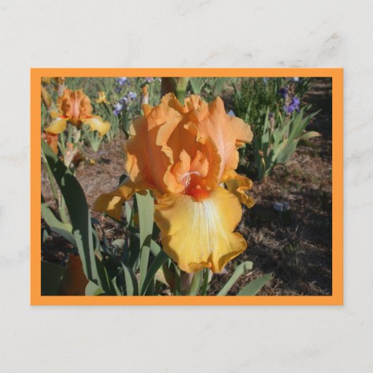 オリンピックの挑戦 ポストカード (正面)