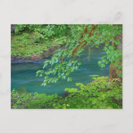 オリンピックナショナルパークワシントン州 ポストカード (正面)