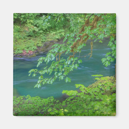 オリンピックナショナルパークワシントン州 マグネット (正面)