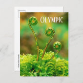 オリンピックナショナルパークFiddlemhead Fern ポストカード (正面/裏面)