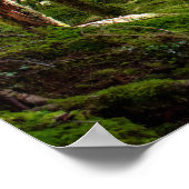 オリンピックペニンシュラレインフォレスト ポスター (角)