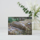 オリンピック国立公園のモッシー・ログにバナナスラグ ポストカード (スタンド正面)