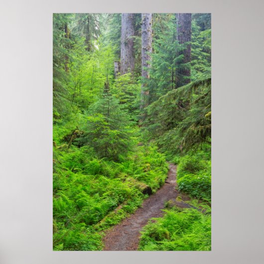 オリンピック国立公園森林歩道 ポスター (正面)