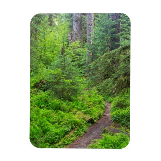 オリンピック国立公園森林歩道 マグネット (縦)