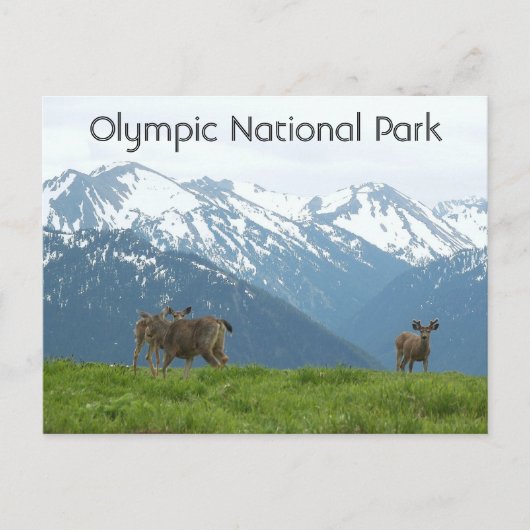 オリンピック国立公園野生動物旅行写真 ポストカード (正面)