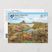 オリンピック国立公園 – 太平洋沿岸地域 ポストカード (正面/裏面)