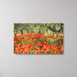 オリーブの古い木の下の赤いケシの花 キャンバスプリント