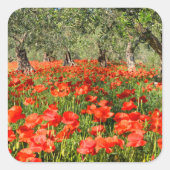 オリーブの古い木の下の赤いケシの花 スクエアシール (正面)