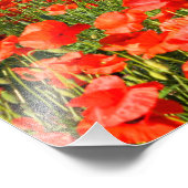 オリーブの古い木の下の赤いケシの花 フォトプリント            (角)