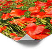 オリーブの古い木の下の赤いケシの花 ポスター (角)