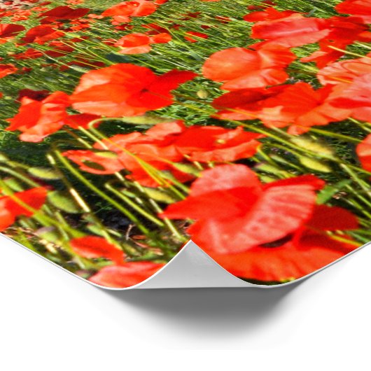 オリーブの古い木の下の赤いケシの花 ポスター (角)