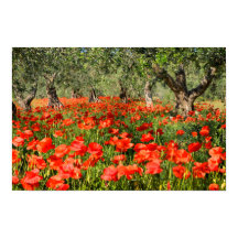 オリーブの古い木の下の赤いケシの花