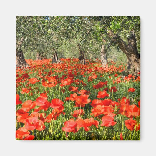 オリーブの古い木の下の赤いケシの花 マグネット (正面)
