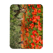 オリーブの古い木の下の赤いケシの花 マグネット (縦)