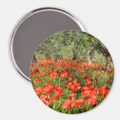 オリーブの古い木の下の赤いケシの花 マグネット (正面/裏面)
