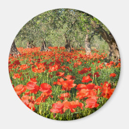 オリーブの古い木の下の赤いケシの花 マグネット
