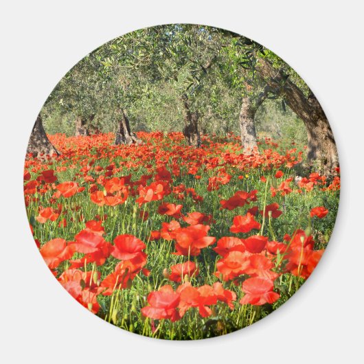 オリーブの古い木の下の赤いケシの花 マグネット (正面)
